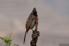 Птицы Непала и Бутана