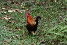 Птицы Непала и Бутана