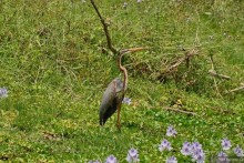 Птицы Непала и Бутана