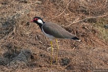 Птицы Непала и Бутана