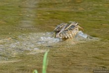 Птицы Непала и Бутана