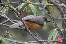 Птицы Непала и Бутана