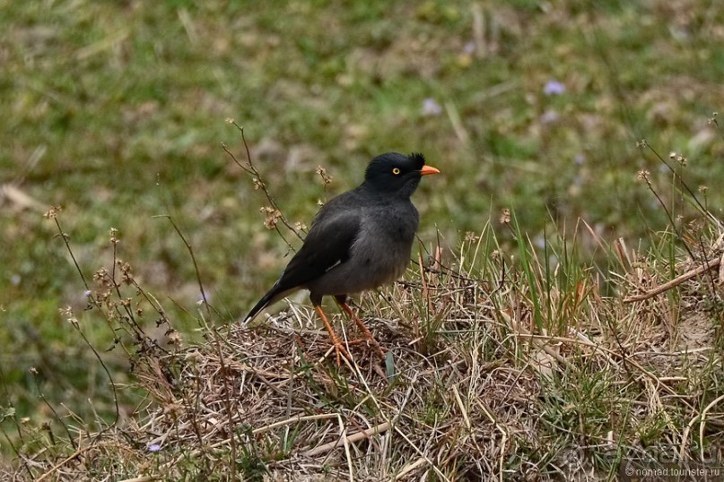 Птицы Непала и Бутана