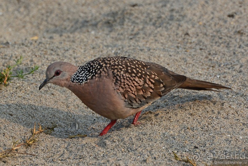 Птицы Непала и Бутана