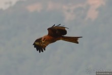 Птицы Непала и Бутана