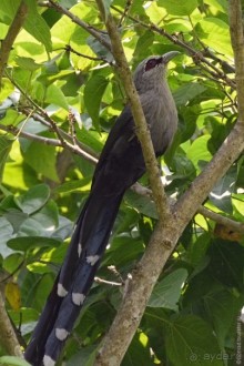 Птицы Непала и Бутана