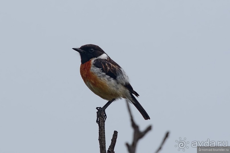 Птицы Непала и Бутана