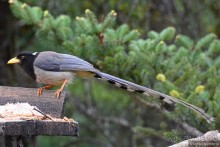 Птицы Непала и Бутана