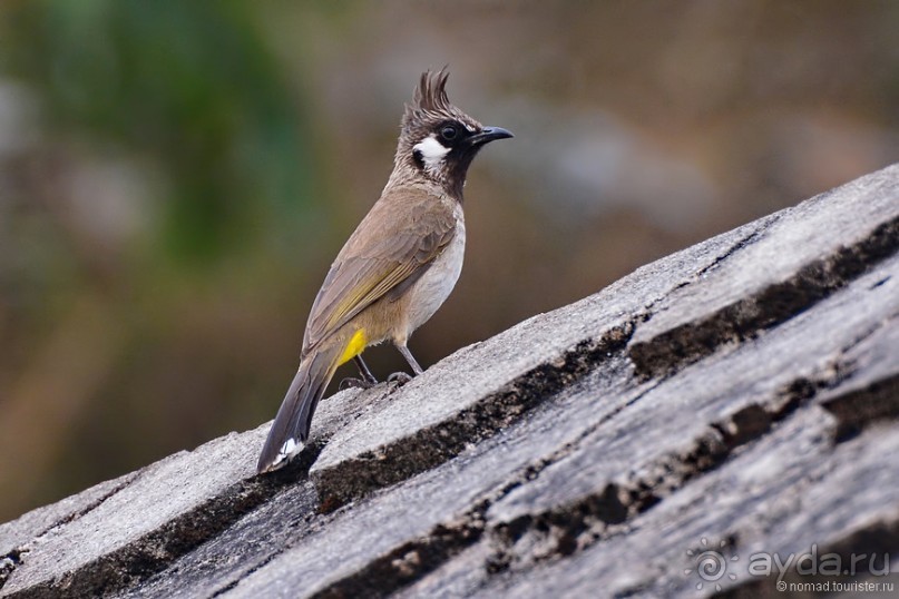 Птицы Непала и Бутана