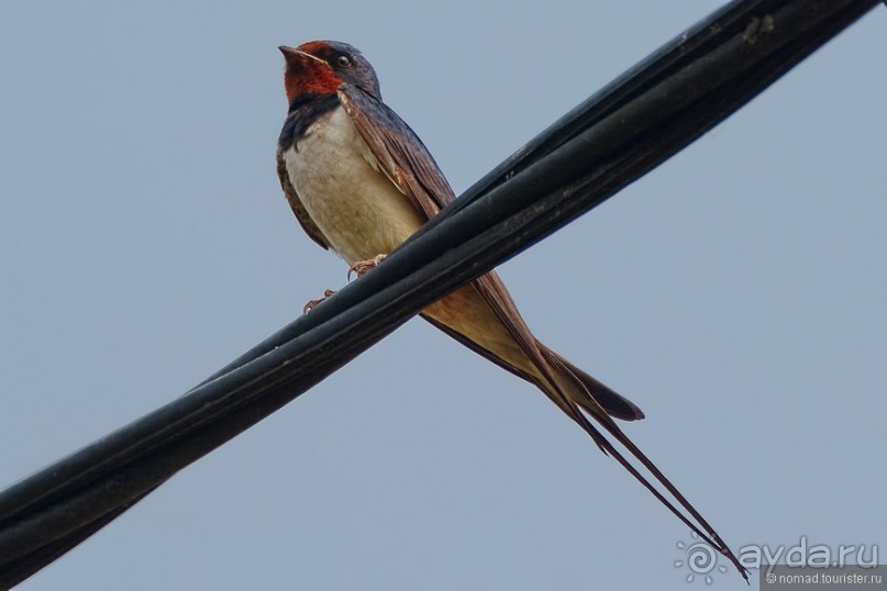 Птицы Непала и Бутана