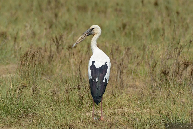 Птицы Непала и Бутана
