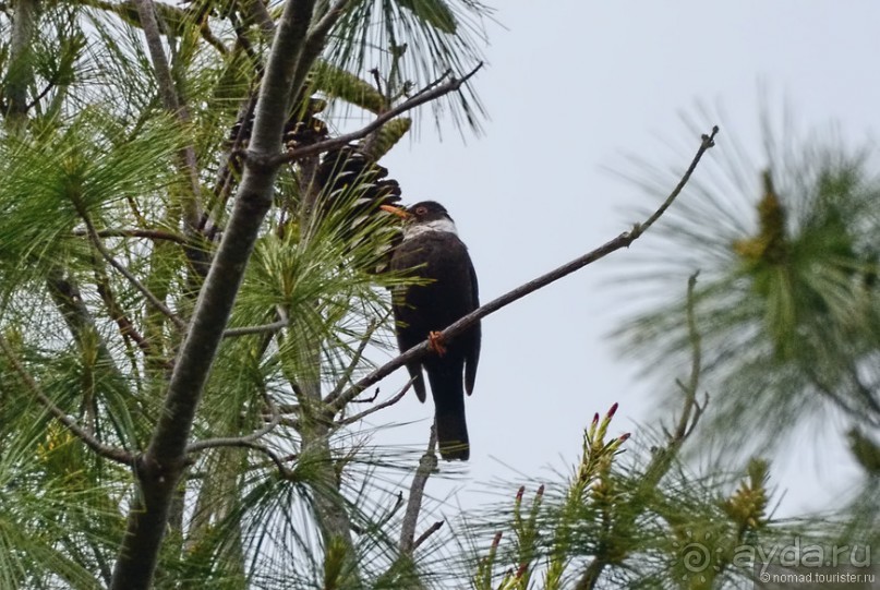Птицы Непала и Бутана