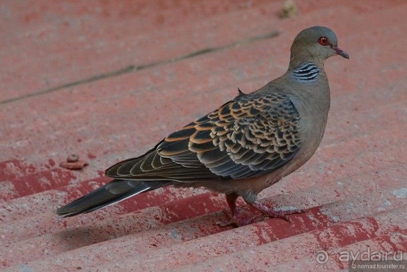 Птицы Непала и Бутана