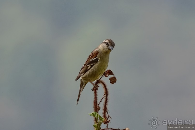Птицы Непала и Бутана