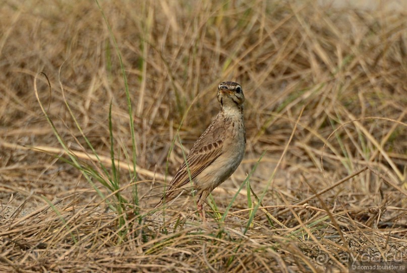 Птицы Непала и Бутана