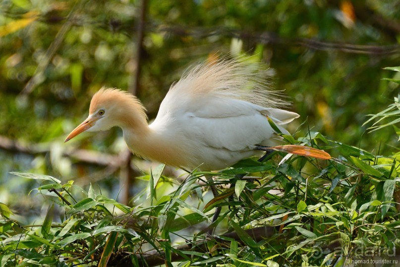 Птицы Непала и Бутана