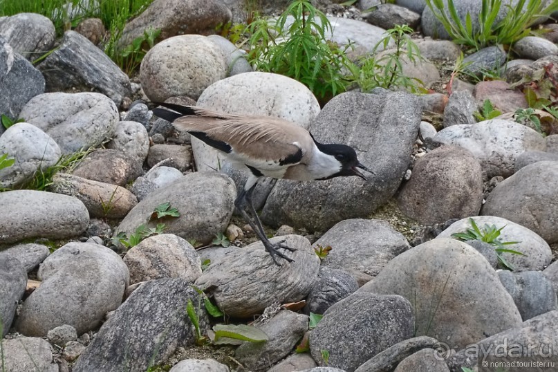 Птицы Непала и Бутана
