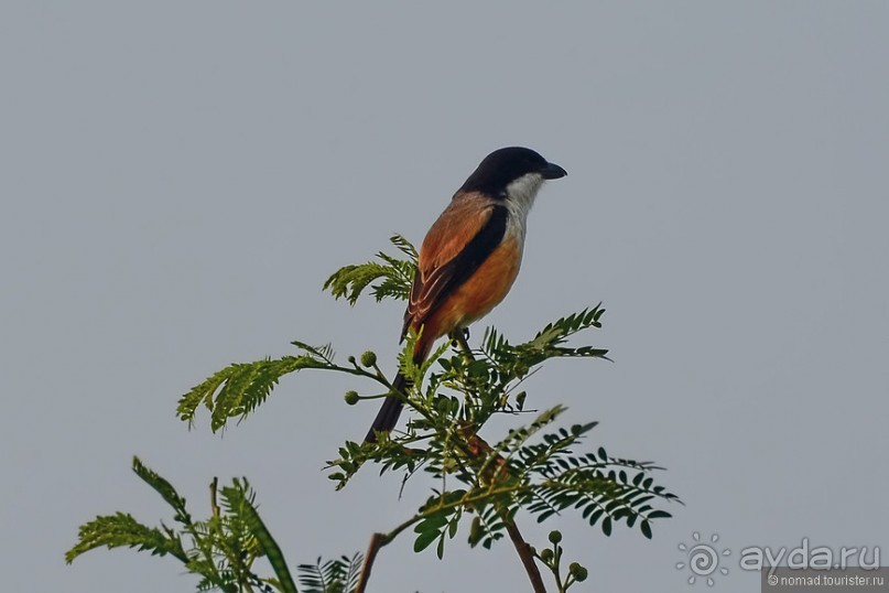 Птицы Непала и Бутана