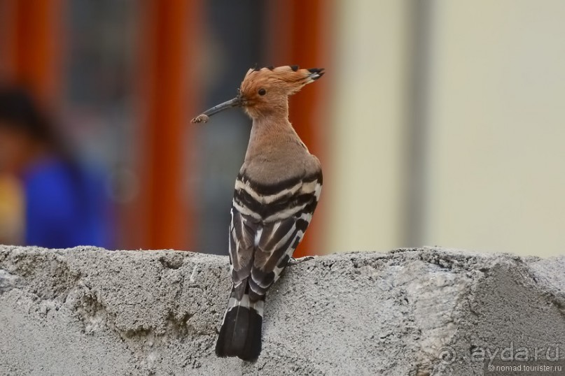 Птицы Непала и Бутана