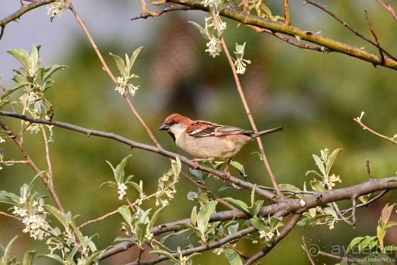 Птицы Непала и Бутана