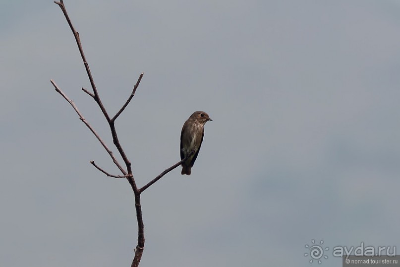 Птицы Непала и Бутана