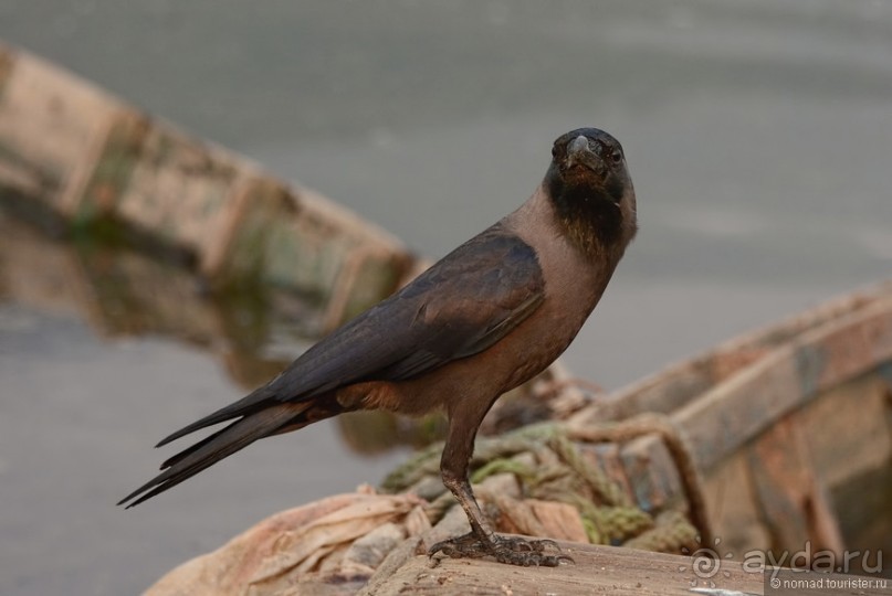 Птицы Непала и Бутана