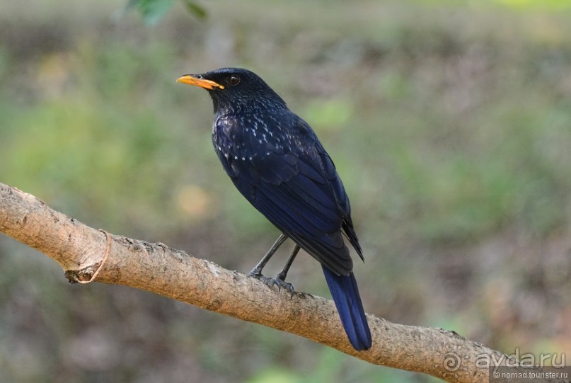 Птицы Непала и Бутана