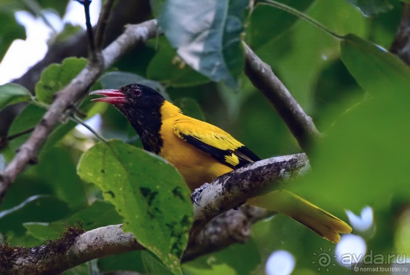 Птицы Непала и Бутана