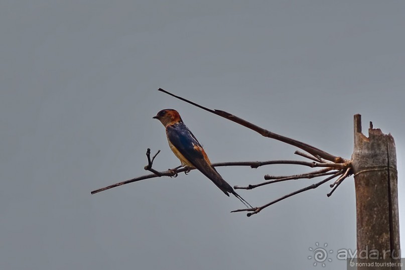 Птицы Непала и Бутана