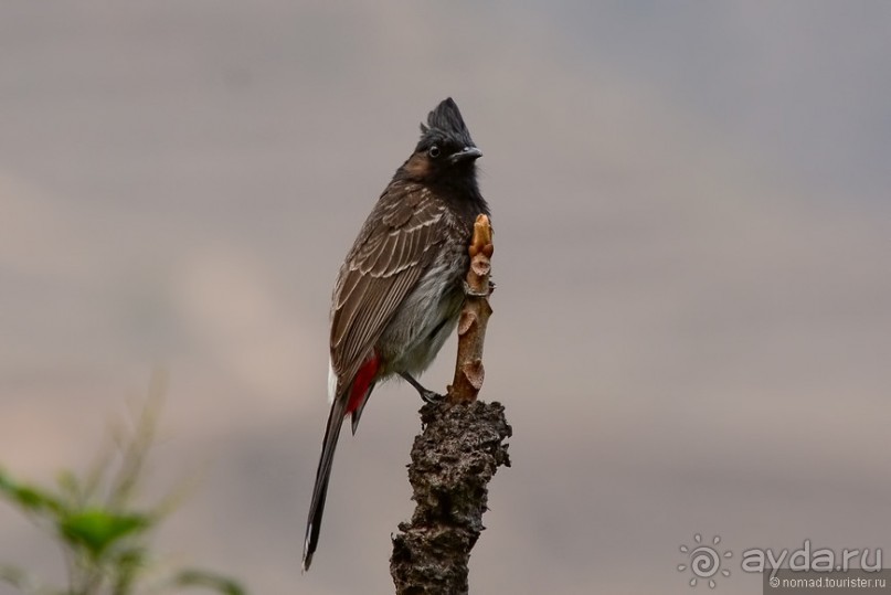 Птицы Непала и Бутана