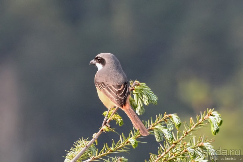Птицы Непала и Бутана