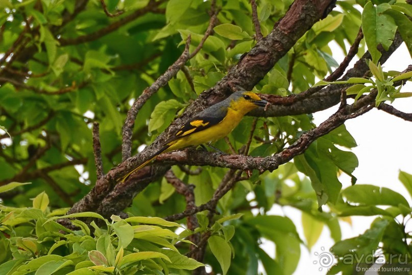 Птицы Непала и Бутана