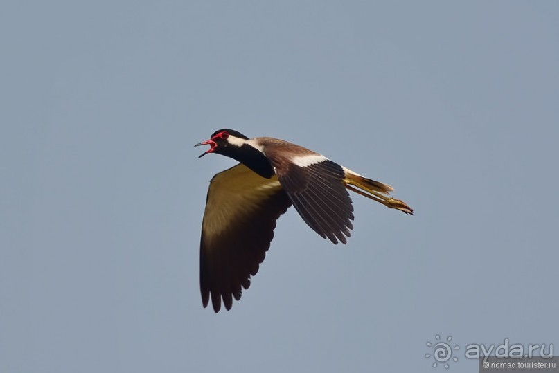 Птицы Непала и Бутана