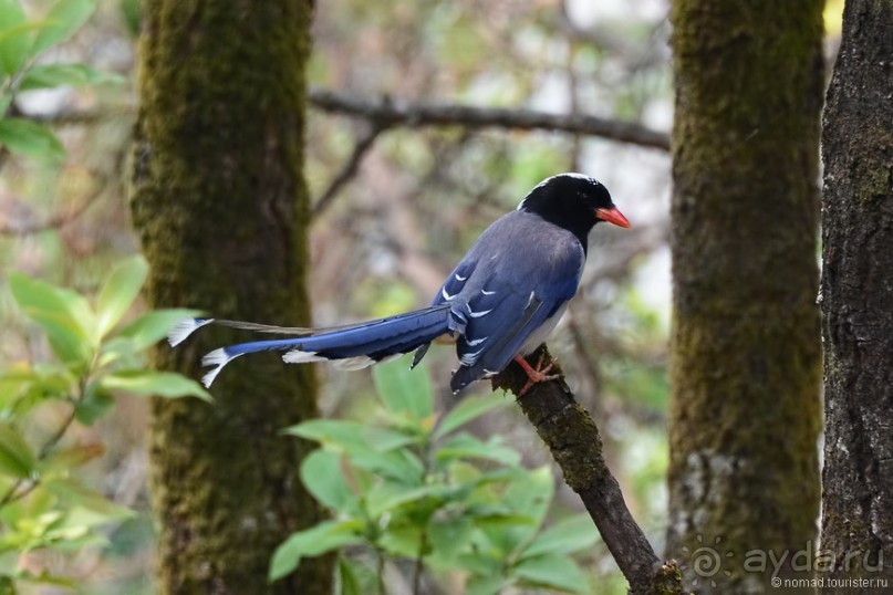 Птицы Непала и Бутана