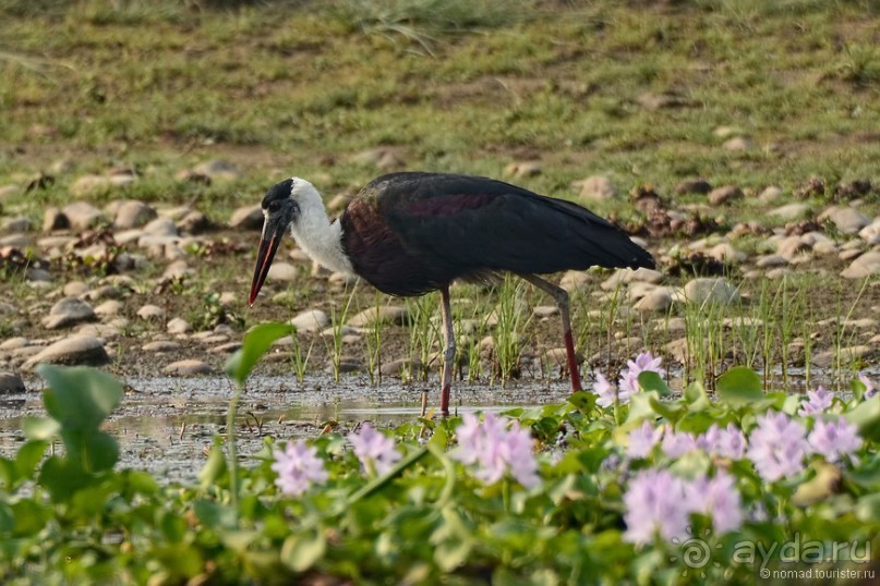 Птицы Непала и Бутана