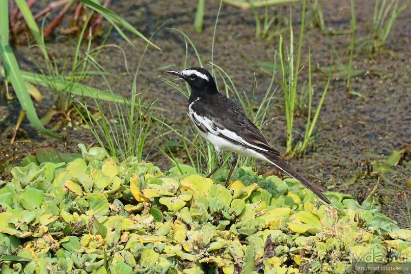 Птицы Непала и Бутана
