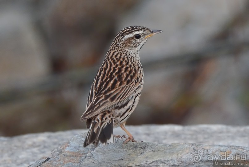 Птицы Непала и Бутана