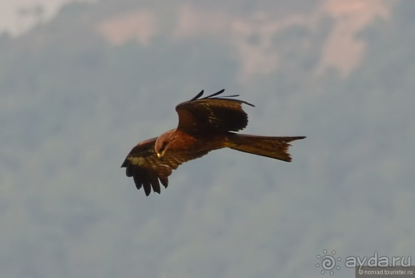 Птицы Непала и Бутана
