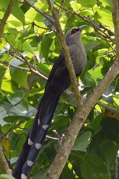 Птицы Непала и Бутана