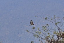 Между Псоу и Ингур. Часть 5