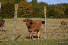 Между Псоу и Ингур. Часть 5