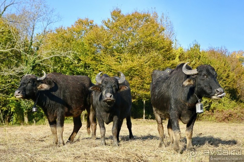 Между Псоу и Ингур. Часть 5