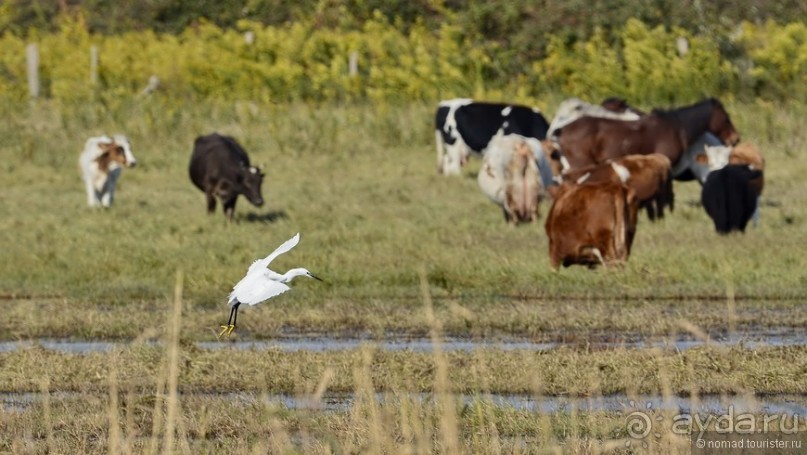Между Псоу и Ингур. Часть 5