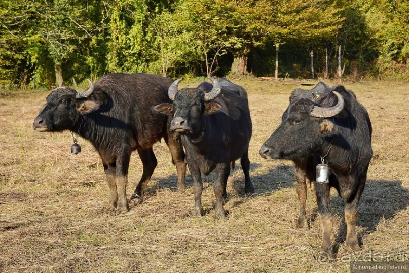 Между Псоу и Ингур. Часть 5