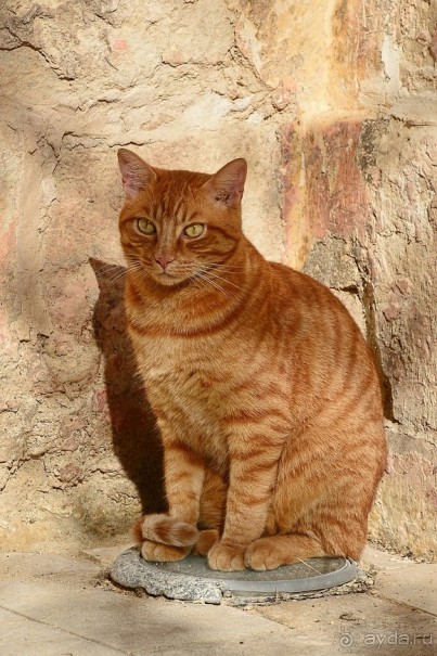 Hop on Malta! Часть 1