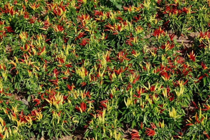 Hop on Malta! Часть 1