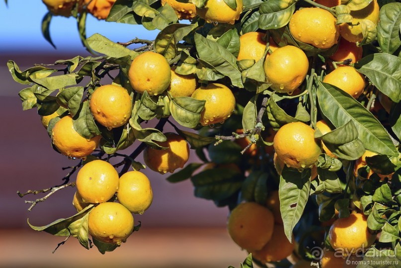 Альбом отзыва "Между Псоу и Ингур. Часть 1"