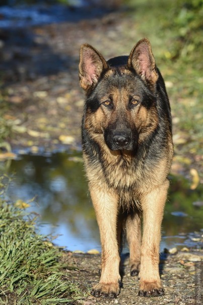 Альбом отзыва "Между Псоу и Ингур. Часть 1"