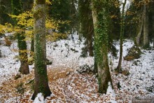 Между Псоу и Ингур. Часть 1