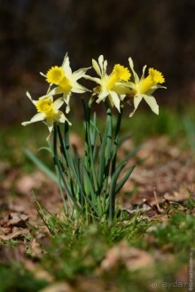 Замок Шантийи, Париж